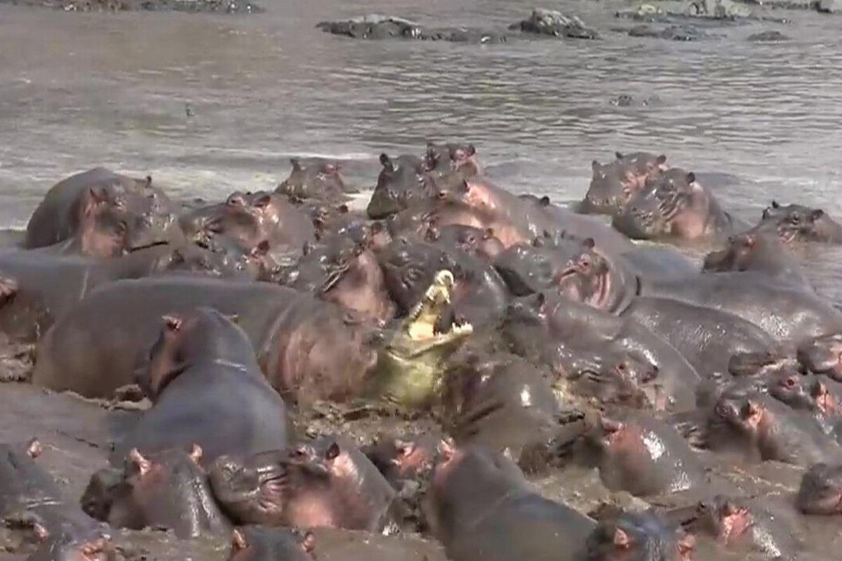 Ca sau suyt chet tham khi lac vao lanh dia cua dan ha ma tram con hinh anh