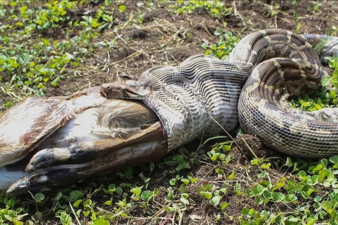 Cach san moi hung bao, chi co o loai tran khong lo hinh anh