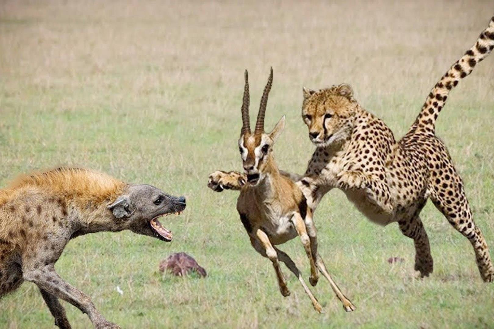 Linh cau tan cong va cuop con moi tu bao san hinh anh