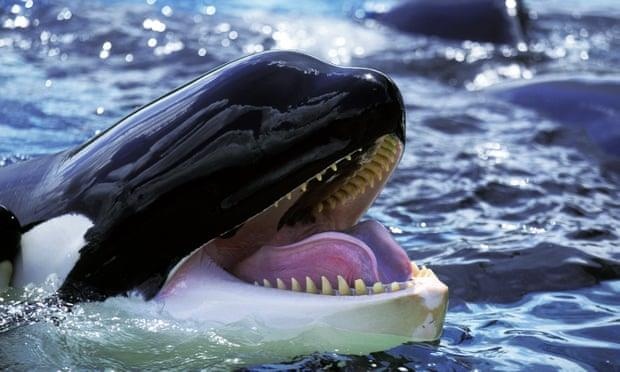 Ca voi sat thu san ca voi xam khong lo hinh anh