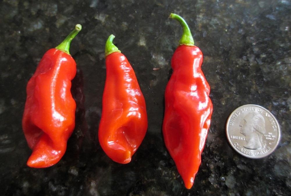 10 loai ot cay nhat the gioi anh 5