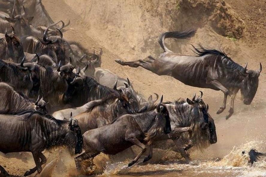 Cuoc di cu cua hai trieu con linh duong dau bo hinh anh