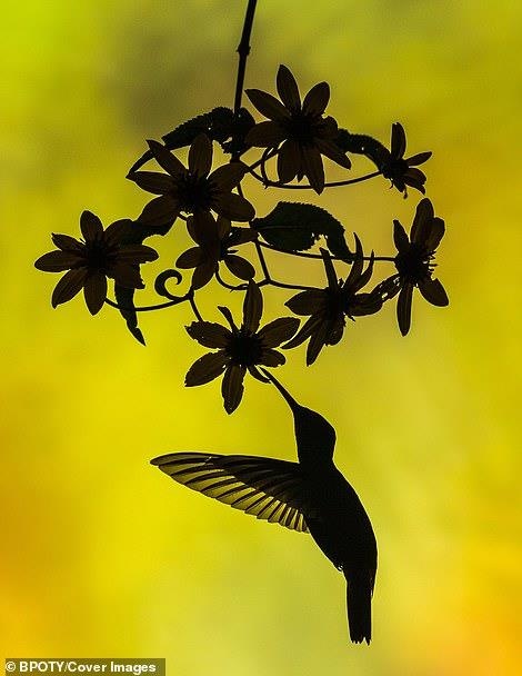 Cuoc thi nhiep anh chim muong 2019 anh 7