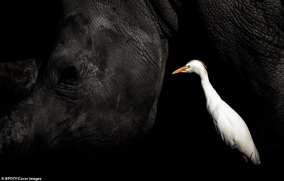 Cuoc thi nhiep anh chim muong 2019 anh 15