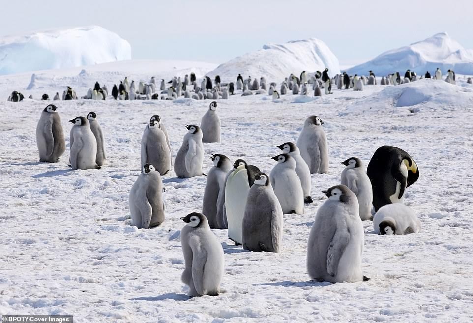 Cuoc thi nhiep anh chim muong 2019 anh 13