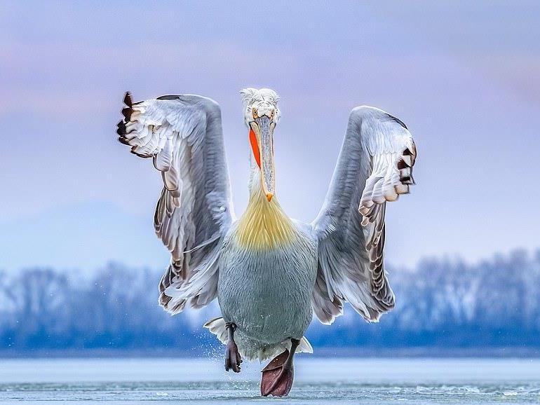 'Bo nong nhay mua' doat giai nhat cuoc thi nhiep anh 2019 hinh anh