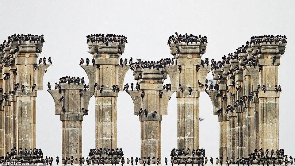 Cuoc thi nhiep anh chim muong 2019 anh 10