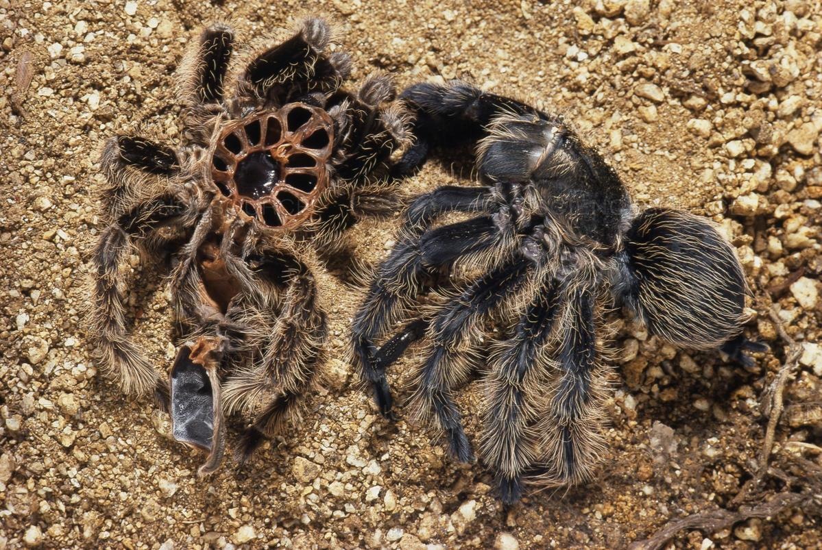 Qua trinh lot xac kinh di cua loai nhen Tarantula hinh anh