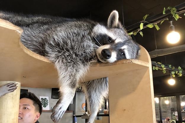 Du khach do xo den quan ca phe gau meo doc dao hinh anh