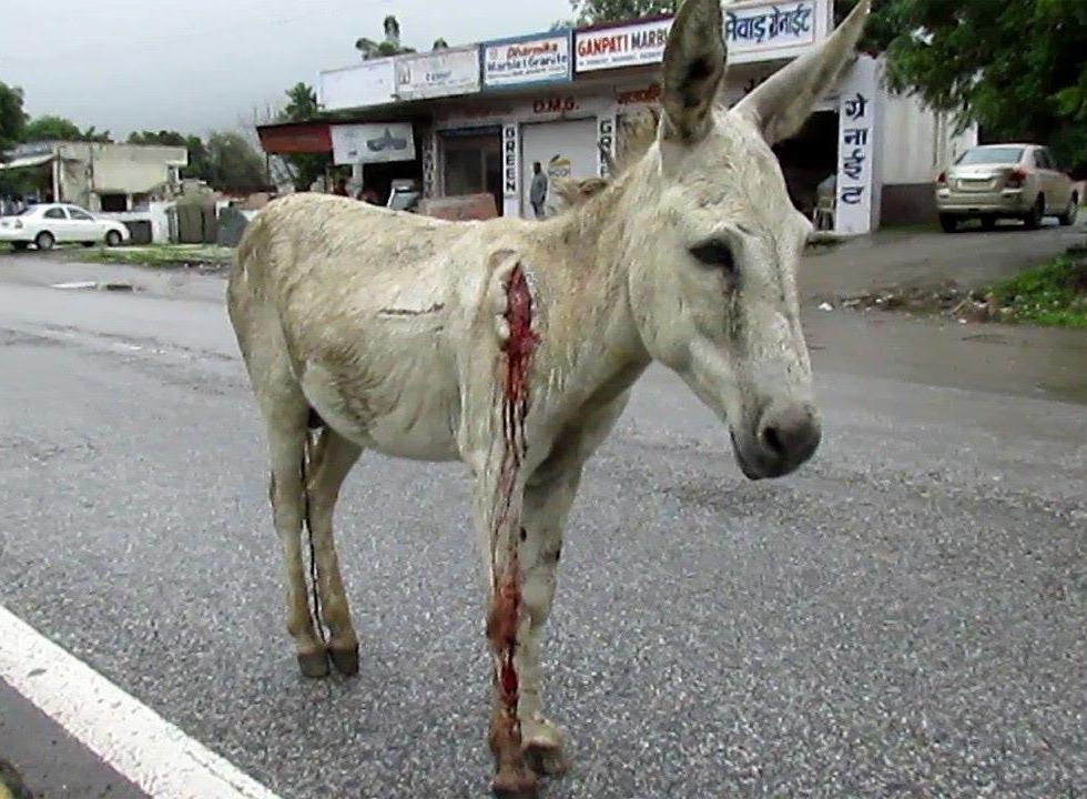 Giai cuu thanh cong con lua mac ket 2 nam tren dao hoang hinh anh