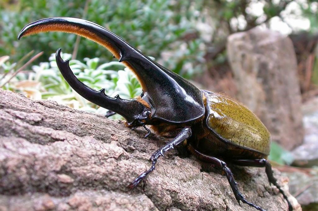 Qua trinh lot xac cua bo Hercules lon nhat the gioi hinh anh