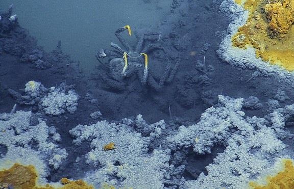 Ho nuoc doc duoi day bien giet chet moi sinh vat boi vao hinh anh