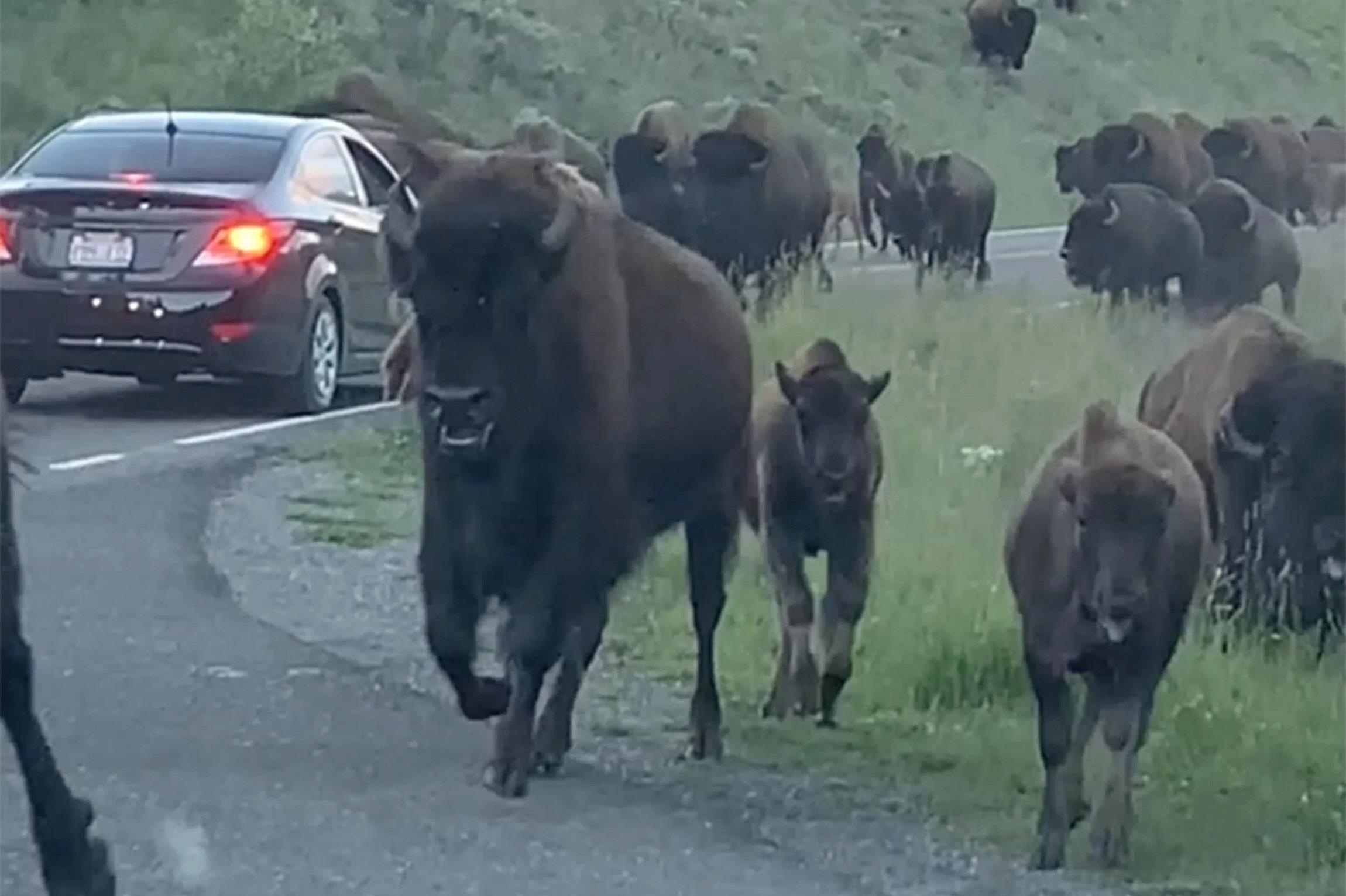 Hang tram con bo rung hung du tan cong du khach hinh anh