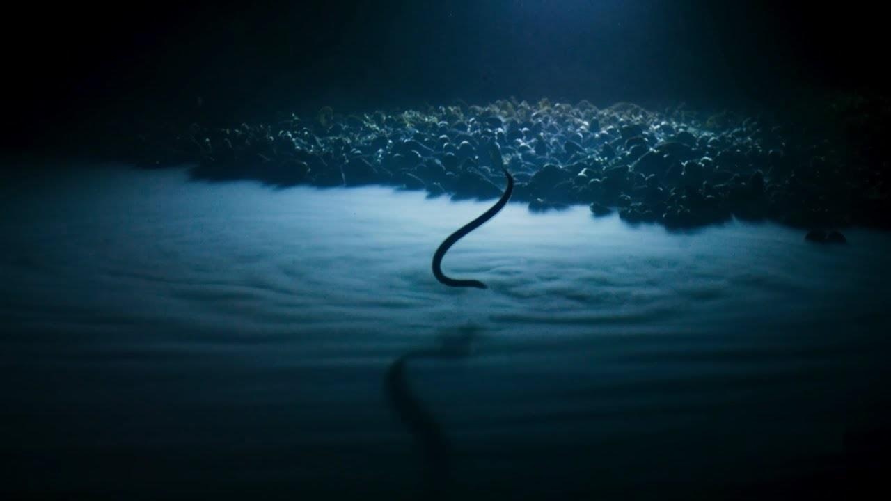 Luon bien giay giua vi soc doc khi lot vao ho muoi duoi day bien hinh anh