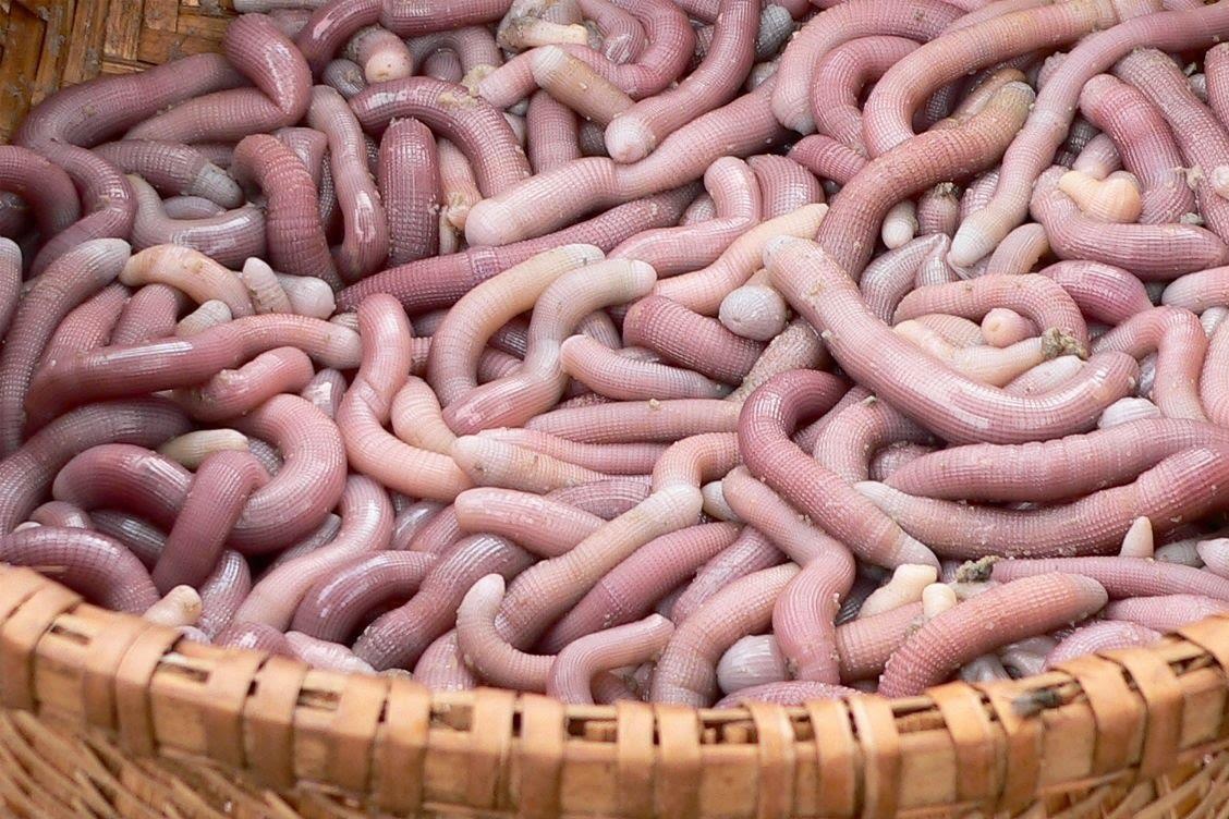 Cach so che sa sung - dac san bo duong hut thuc khach hinh anh