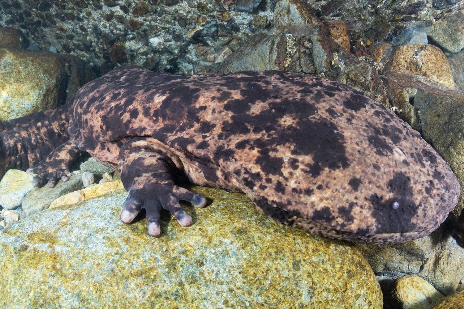 Ky giong khong lo tung ton tai tu thoi tien su o Nhat Ban hinh anh