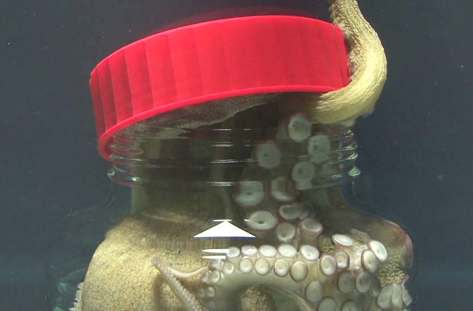 Bach tuoc thong minh tu mo nap hop thoat ra ngoai hinh anh