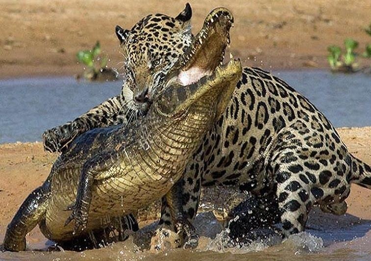 Bao dom vo manh, ca sau khong kip tro tay hinh anh