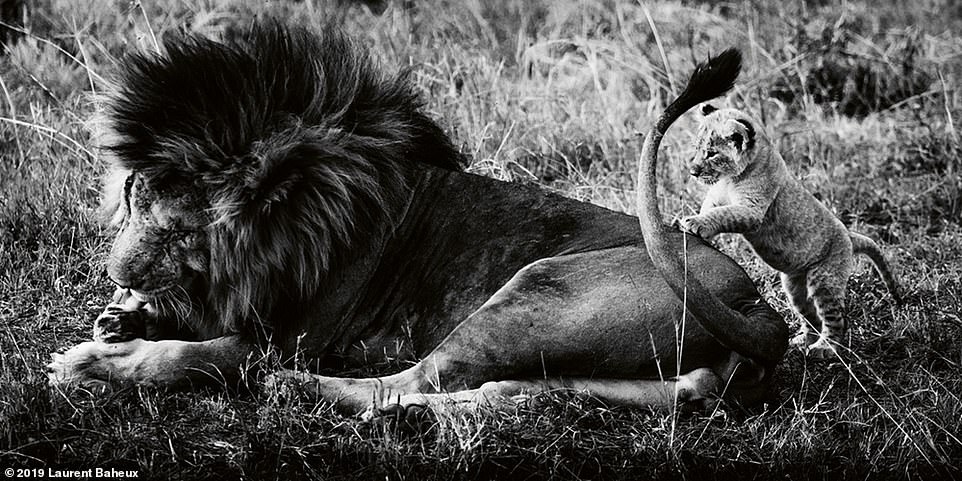 Bo anh su tu tuyet dep anh 3