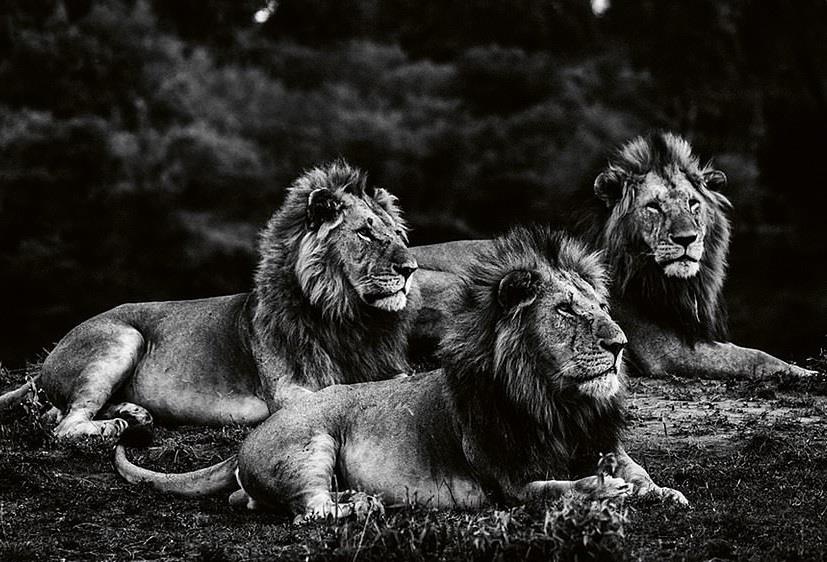 Vua su tu uy nghiem trong bo anh den trang tuyet dep hinh anh