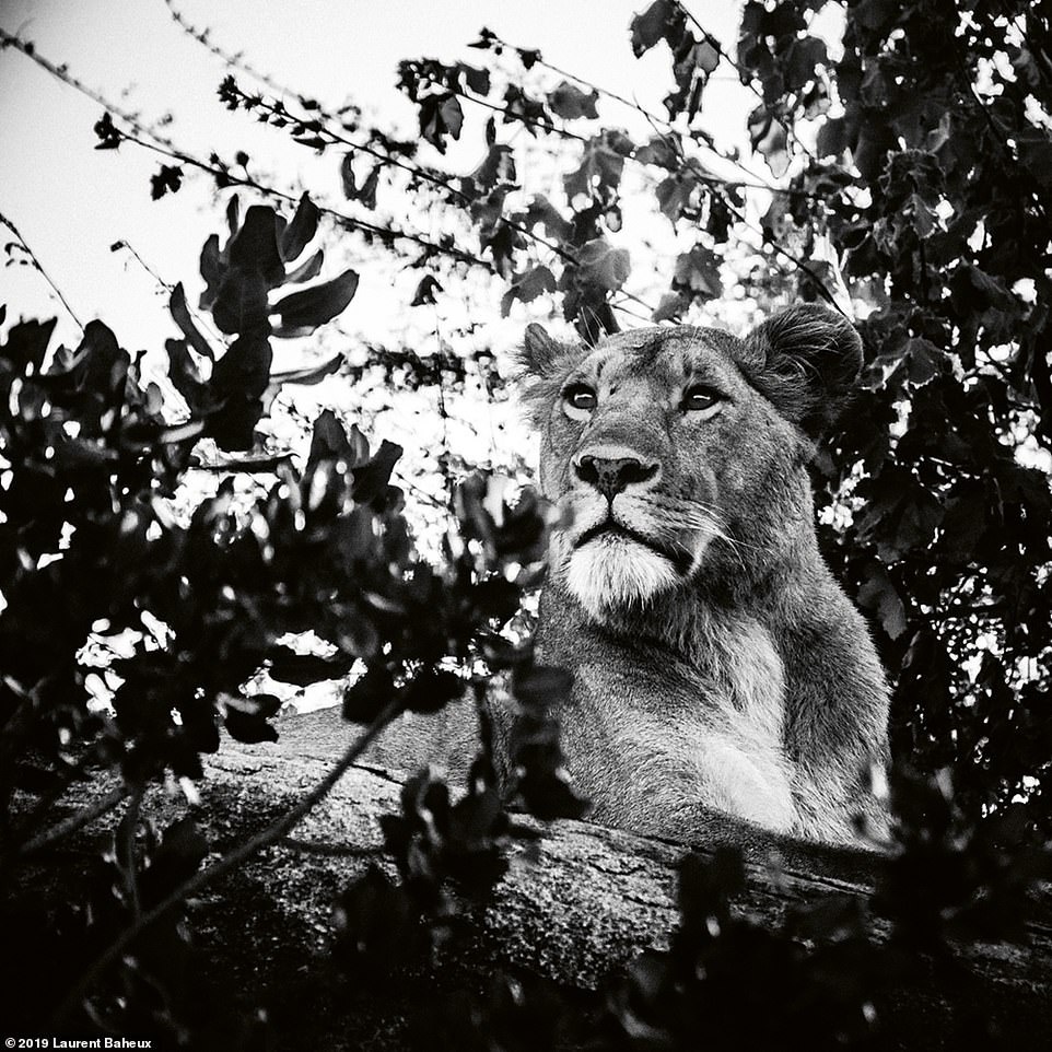 Bo anh su tu tuyet dep anh 4