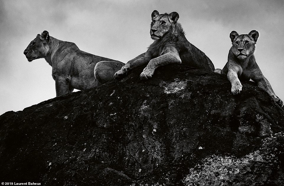 Bo anh su tu tuyet dep anh 9