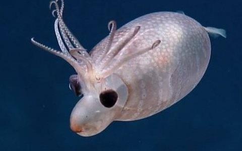 Loai muc heo ky la duoi day dai duong hinh anh