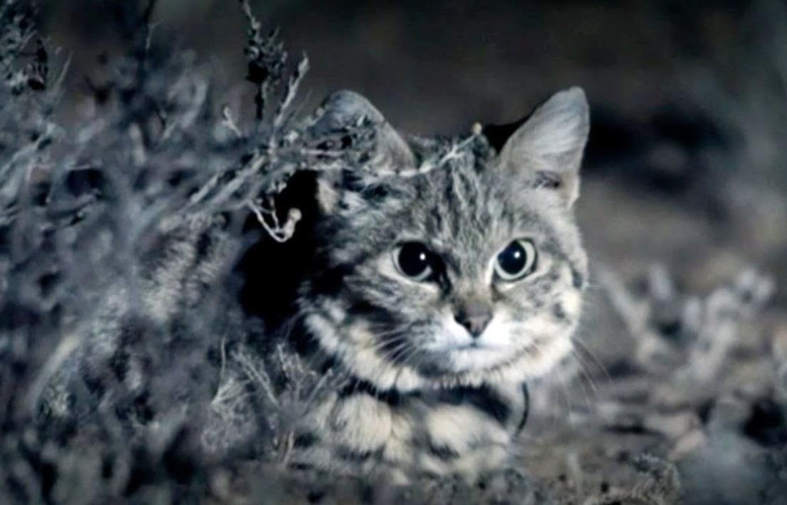 Loai meo de thuong va nguy hiem nhat trong ho nha meo hinh anh