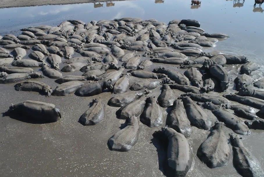 Voi, ha ma tranh gianh ao nuoc cuoi cung do han han hinh anh