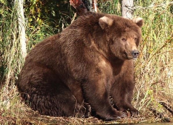 Cuoc thi gau beo phi va su bien doi co the bat ngo cua gau My hinh anh