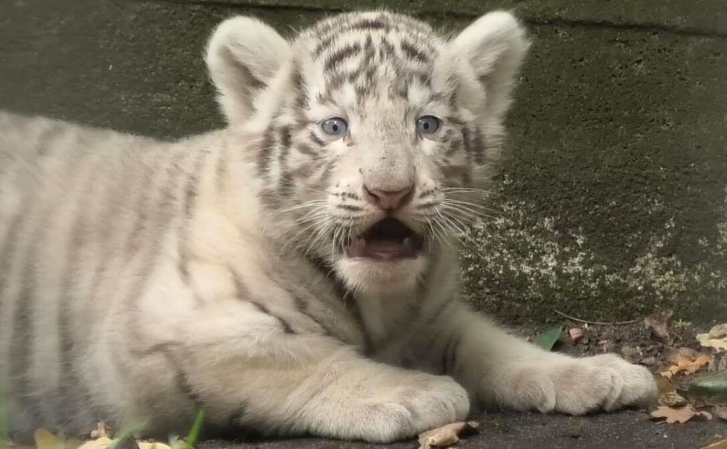 Ho trang con quy hiem moi sinh tap tenh goi tim me hinh anh