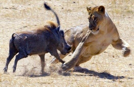 Su tu bat luc truoc chien thuat lan tron cua lon buou hinh anh