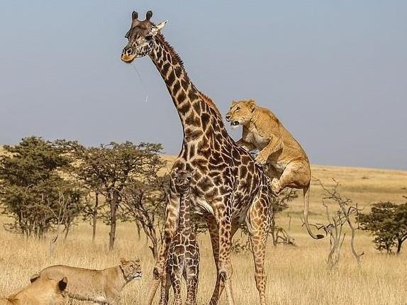 Cuoc song diu dang va tan khoc doi nghich tren thao nguyen hinh anh