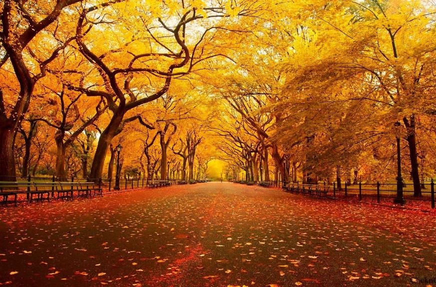 Cung ngam ve dep mua thu tren khap nuoc My hinh anh