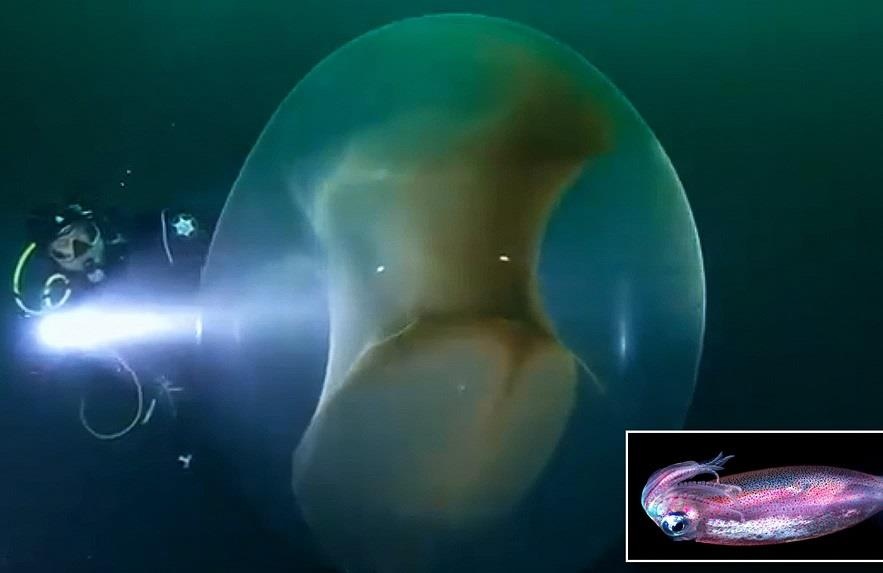 Khoi trung muc rong 4 m troi giua vung bien Na Uy hinh anh