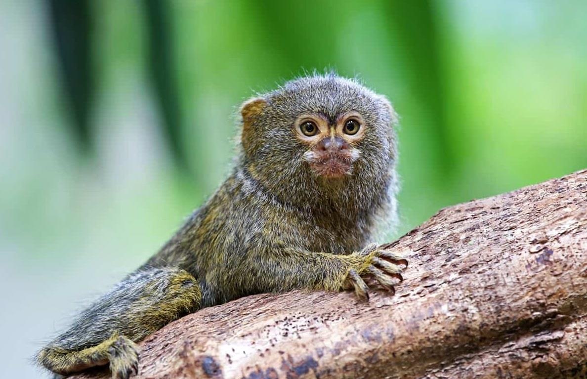 Loai khi nho nhat hanh tinh, nang ngang mot qua tao hinh anh