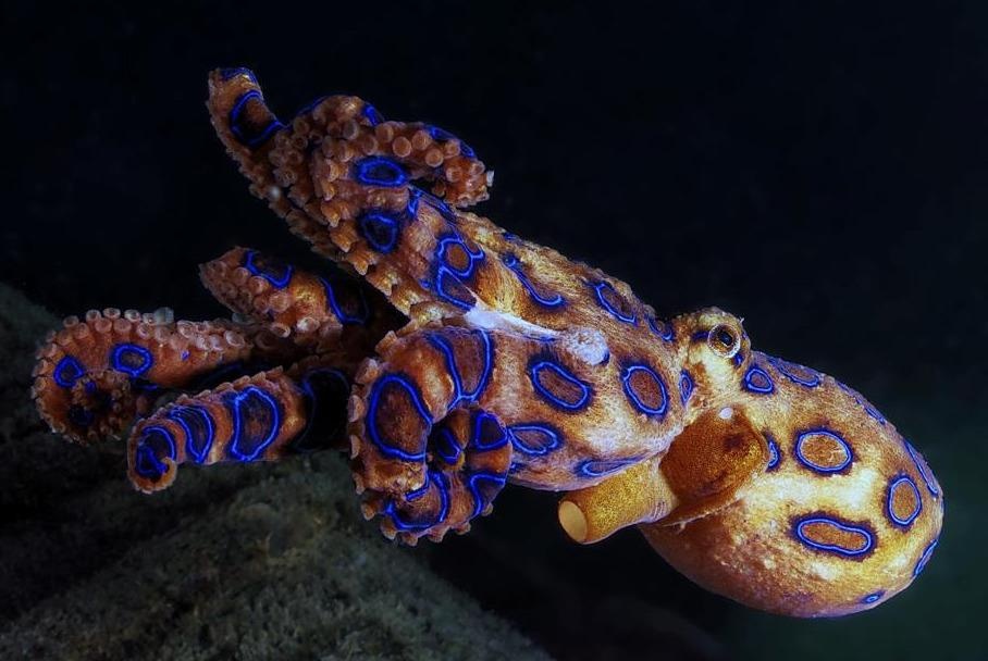 Loai bach tuoc co noc doc du giet 26 nguoi truong thanh hinh anh