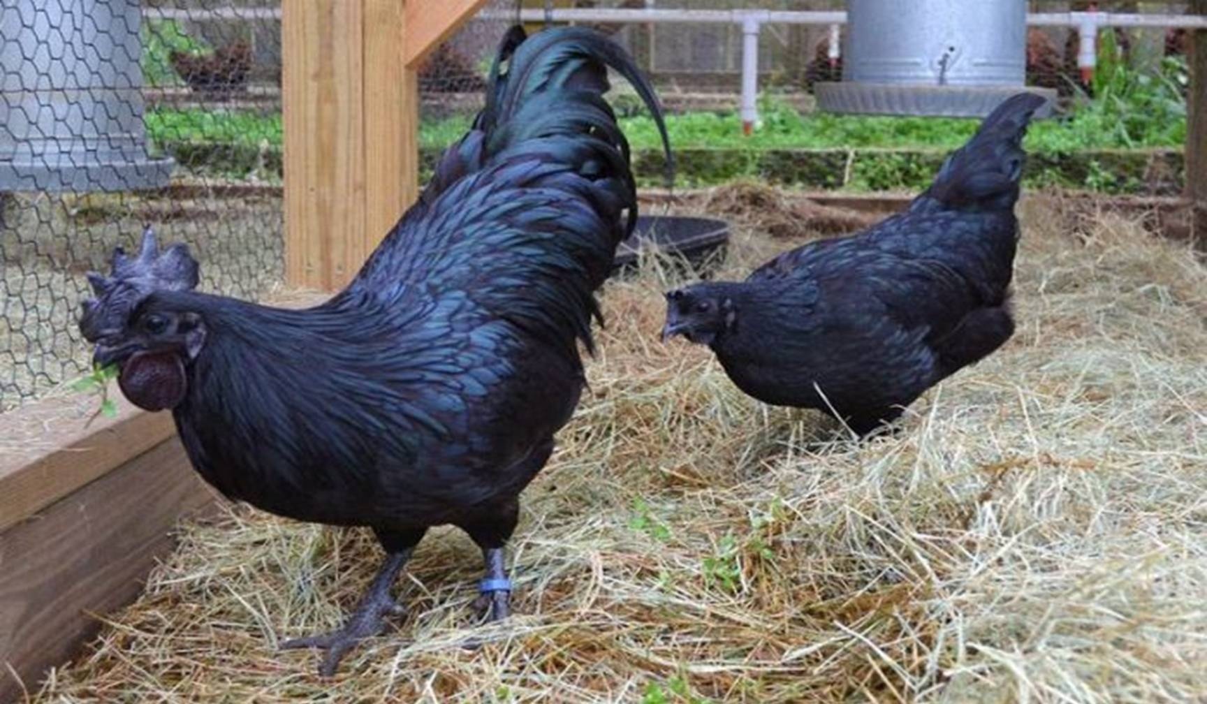 Ga den tuyen tu da den xuong anh 3