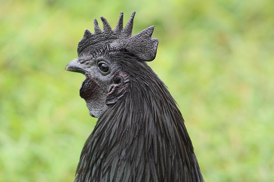 Giong ga den tu long toi noi tang hinh anh