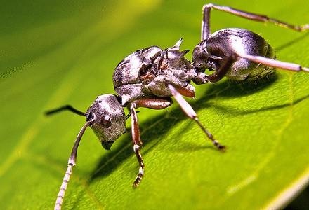 Loai kien nhanh nhat the gioi, chay 47 buoc moi giay hinh anh