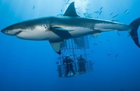 Ca map trang bat ngo tan cong long bao ho co du khach ben trong hinh anh