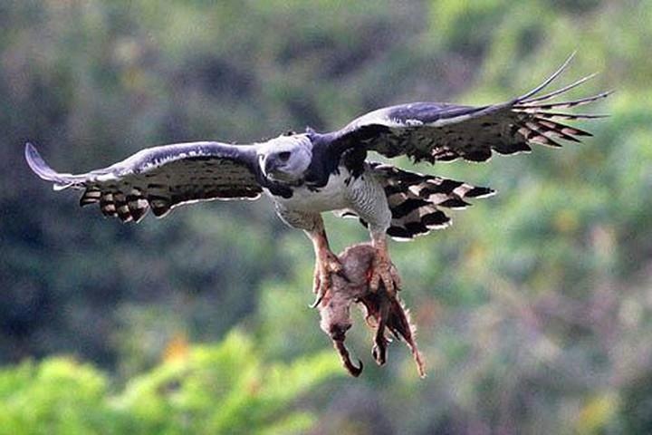 Kha nang san moi cua loai dai bang lon nhat the gioi hinh anh