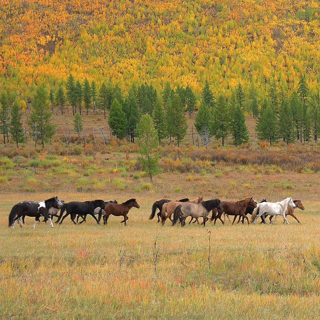 Mong Co mua thu anh 2