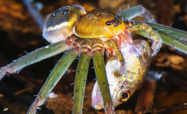 Loai nhen khong lo san ca chim, than lan va chuot hinh anh