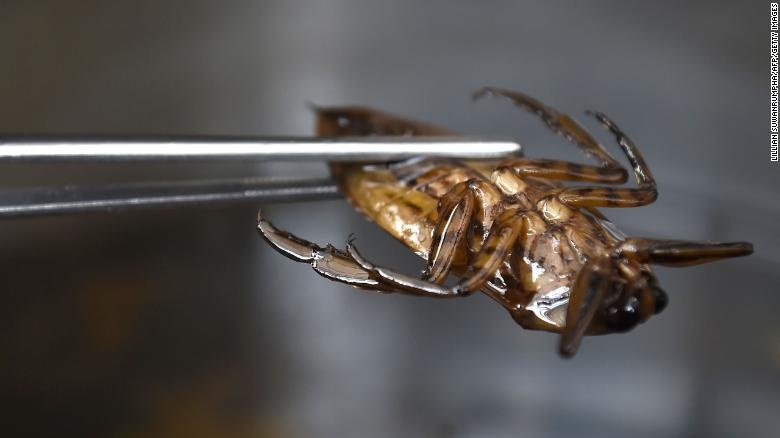 Thuc an tu con trung anh 1