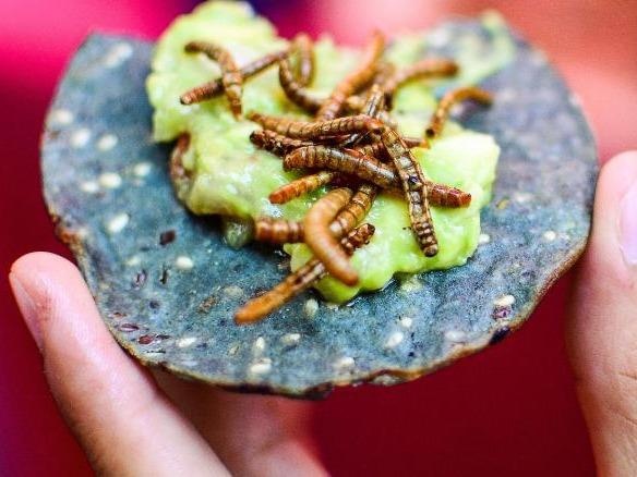 Con trung - thuc pham tuong lai cho con nguoi hinh anh