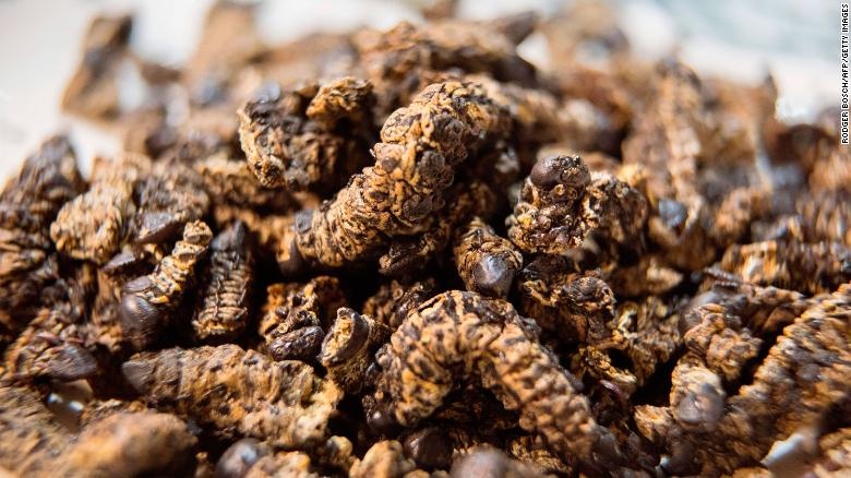 Thuc an tu con trung anh 7