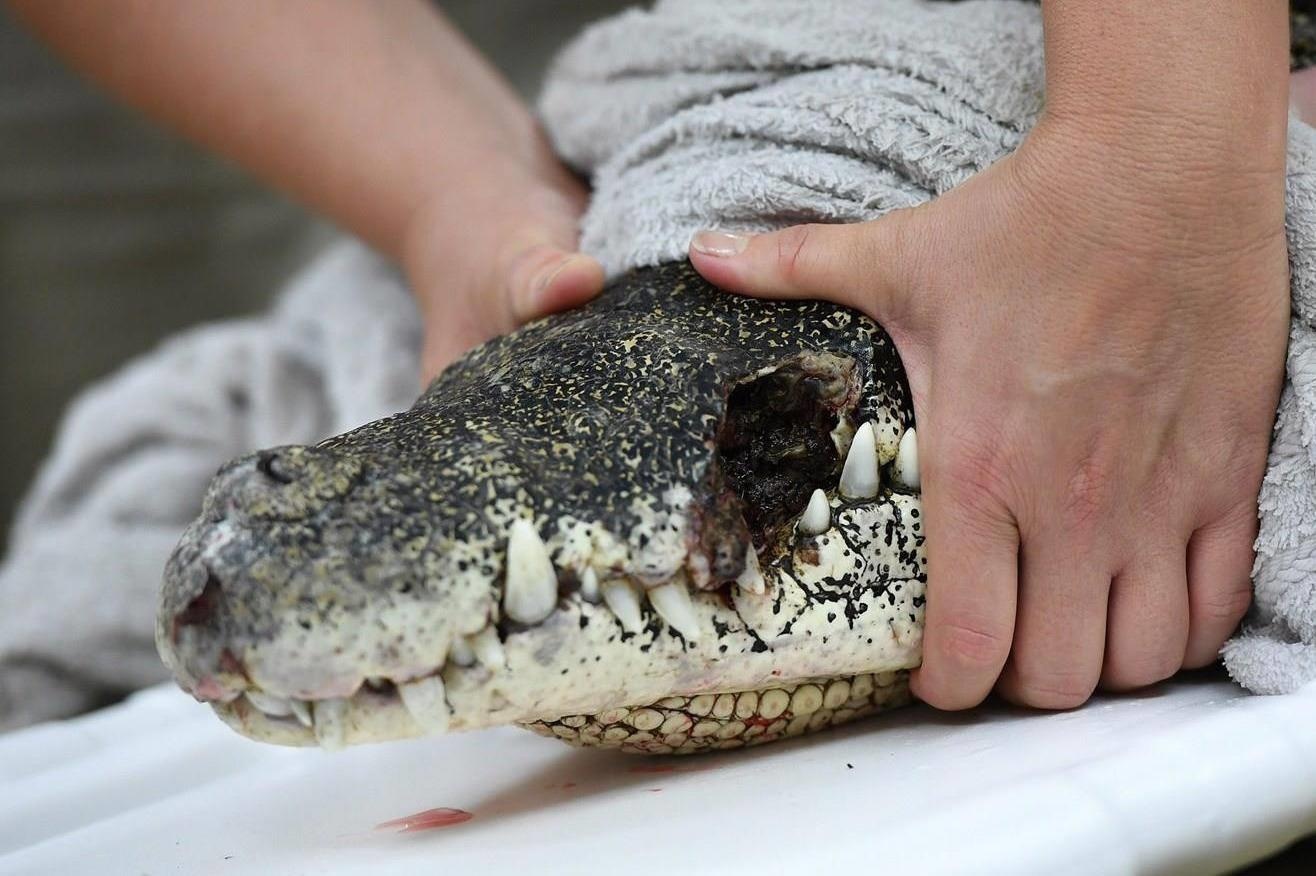 Nhom bac si cap cuu mat cho ca sau hinh anh