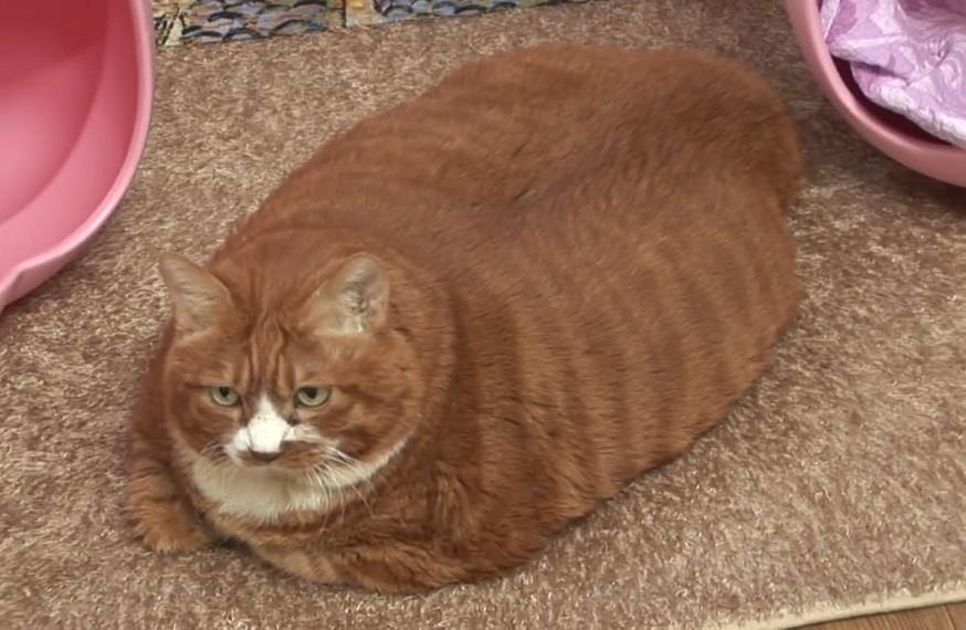 Gap go con meo 10 kg, khong the tu di chuyen hinh anh