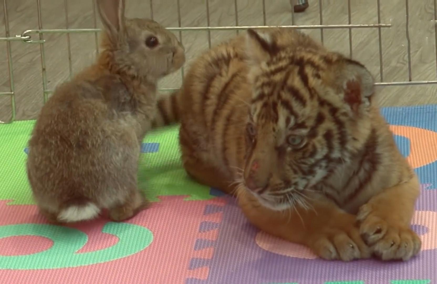 Tinh ban ky la giua ho va tho hinh anh